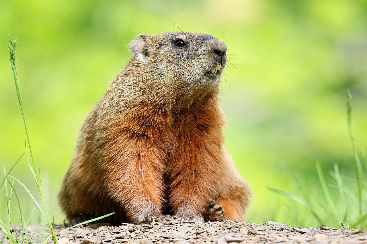 Are Groundhogs Dangerous?