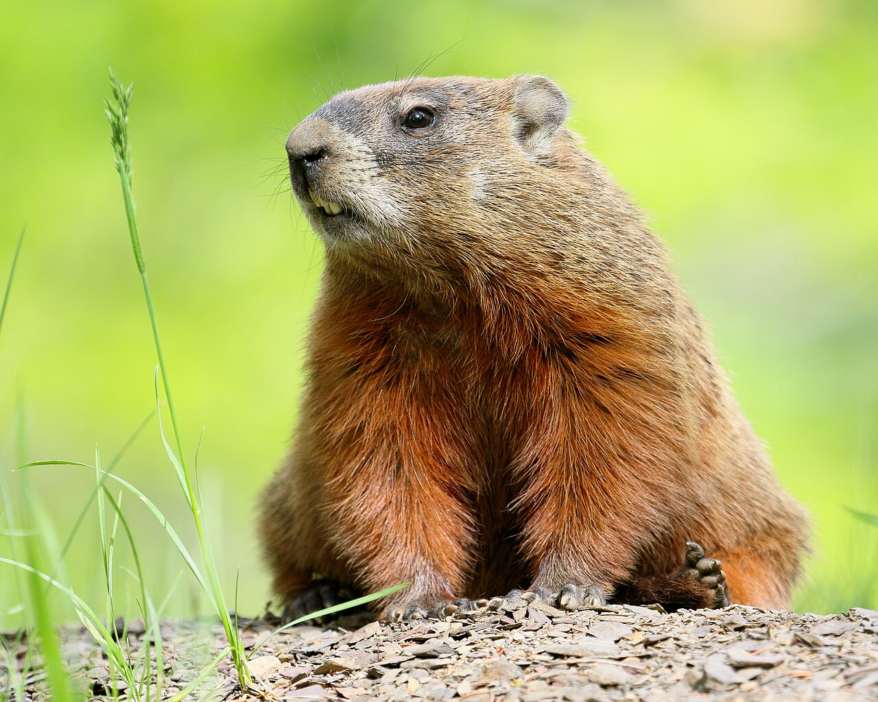 Will a Groundhog Attack a Dog?