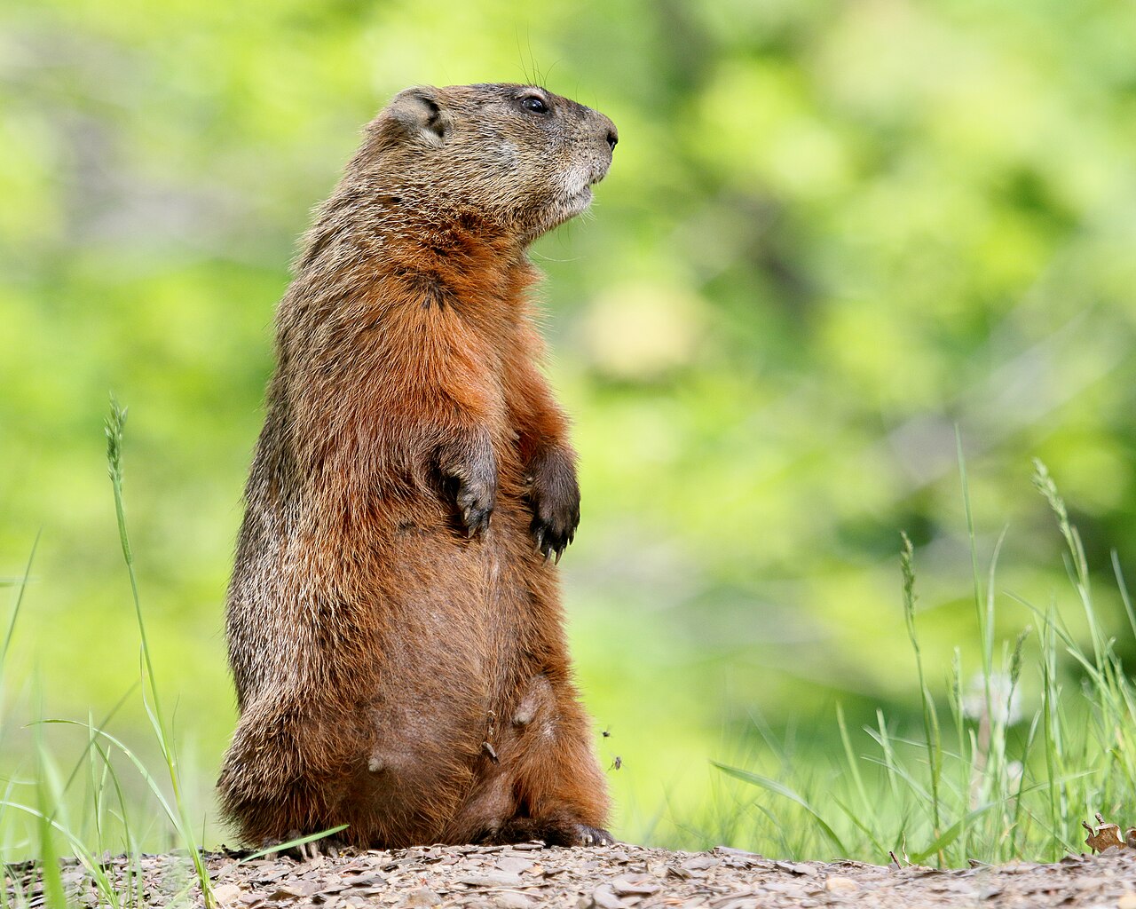What Does a Groundhog in Your Yard Mean?