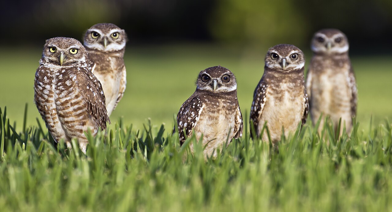 Are Owls Nocturnal? Which Species Hunt Day vs Night
