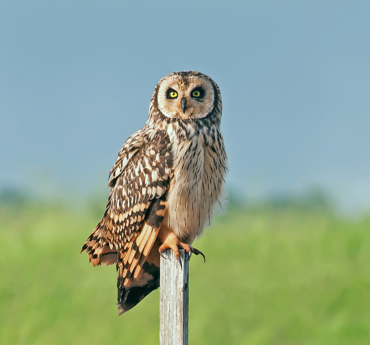 Diurnal Owls: Species That Hunt in Daylight