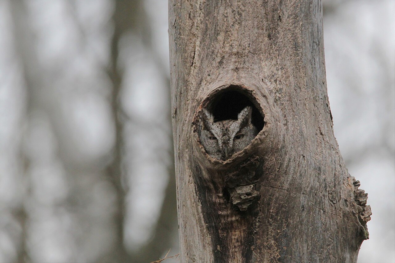 Crepuscular Owls: Dawn and Dusk Hunters