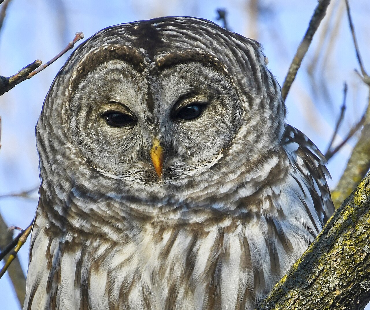 Why Nocturnal Owls See So Well in the Dark