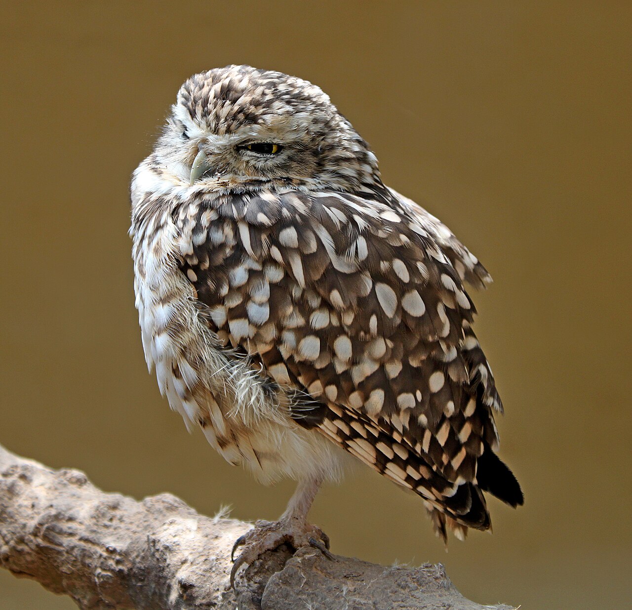 Owl Hearing: Finding Prey Without Seeing It