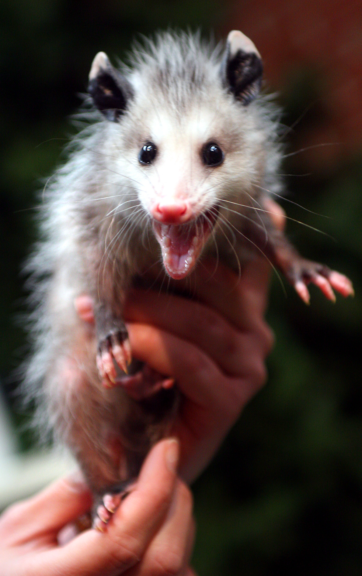 What to Do If You See a Possum During the Day