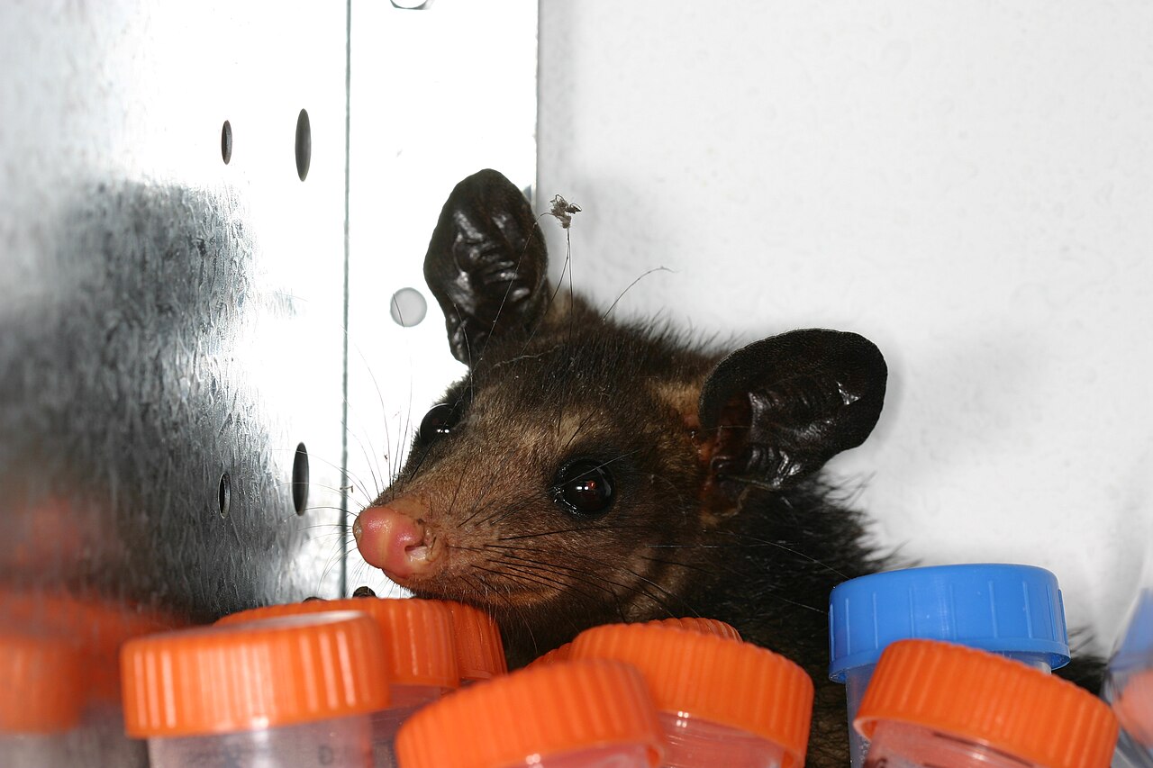 Where Do Opossums Sleep During the Day?
