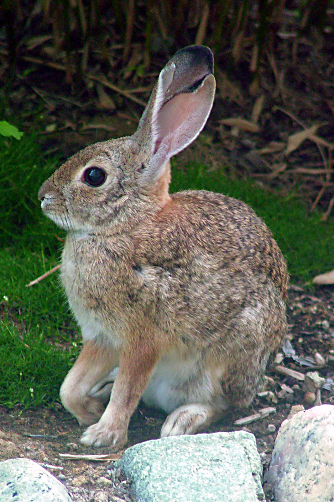 Are Rabbits Nocturnal? No, They Are Crepuscular: Here Is Why