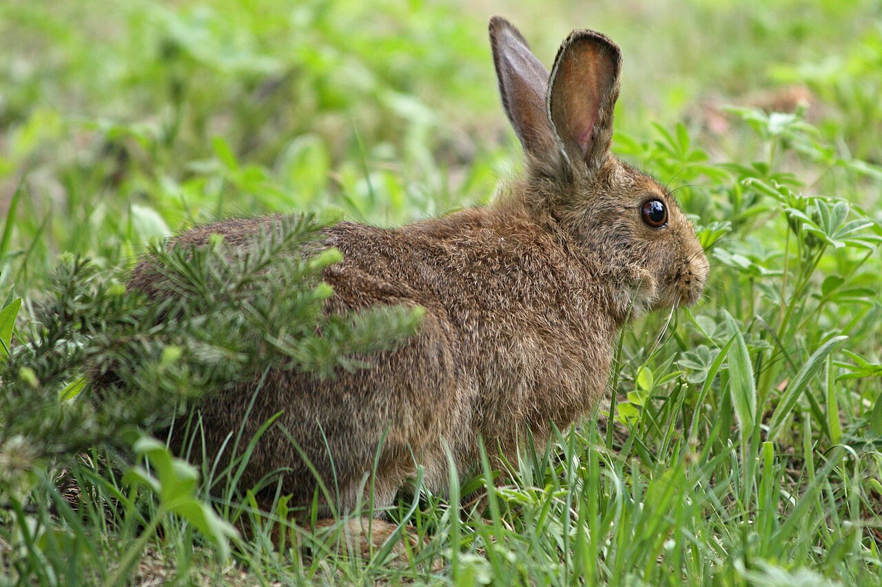 Are Rabbits Active at Night?
