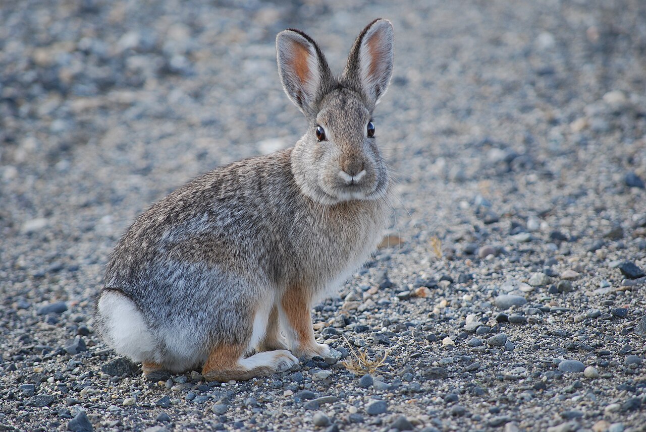Do Rabbits Come Out to Eat at Night?