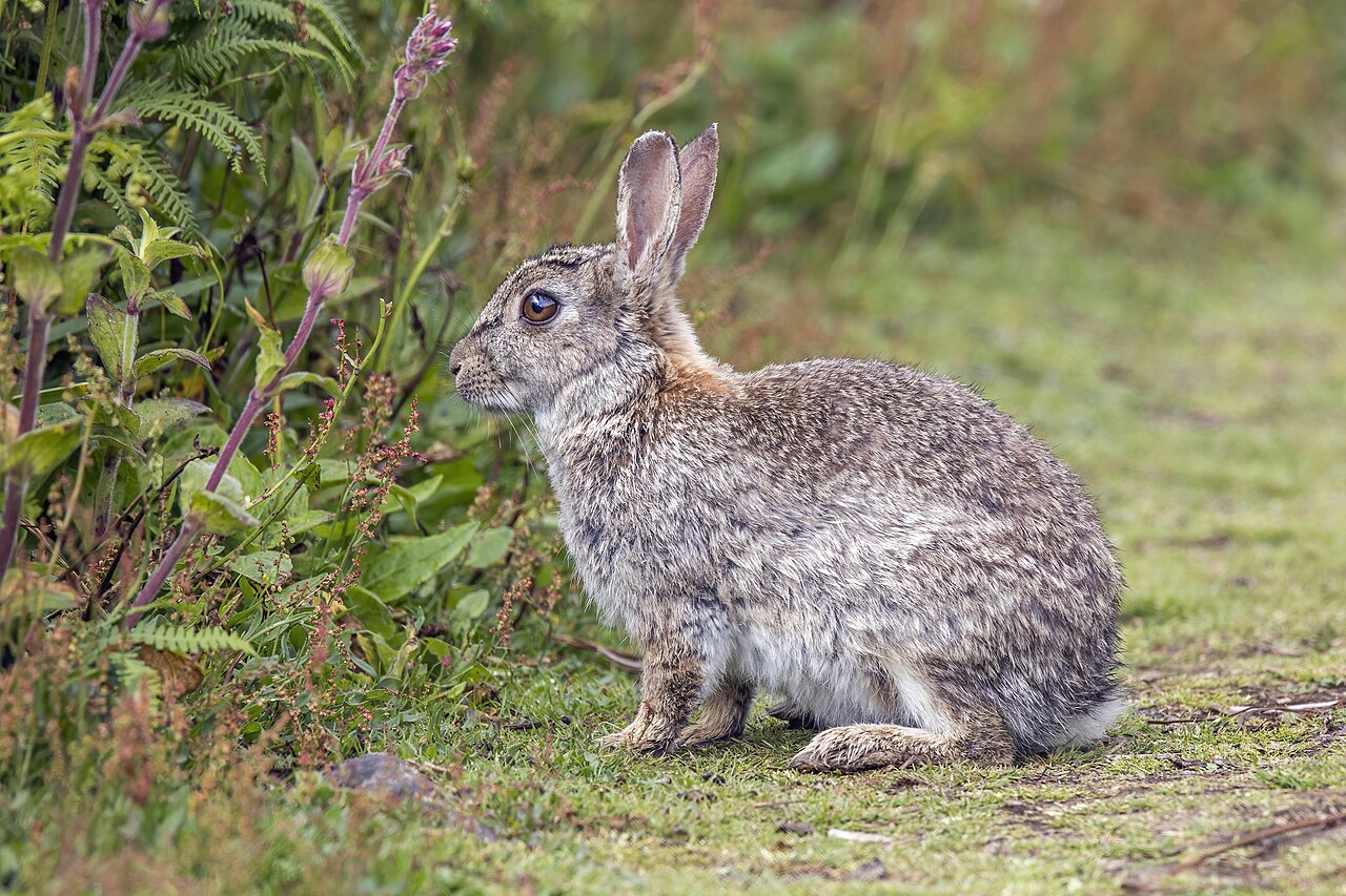Why Rabbits Evolved a Dawn and Dusk Schedule