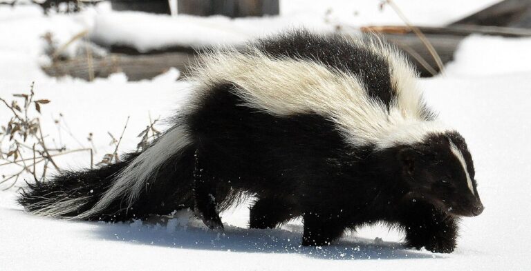 Are Skunks Nocturnal? The Real Schedule, and Why You See One at Noon