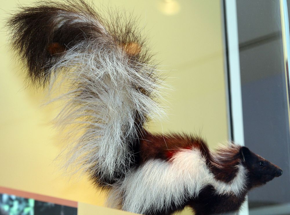 When Skunks Are Most Active Through the Night