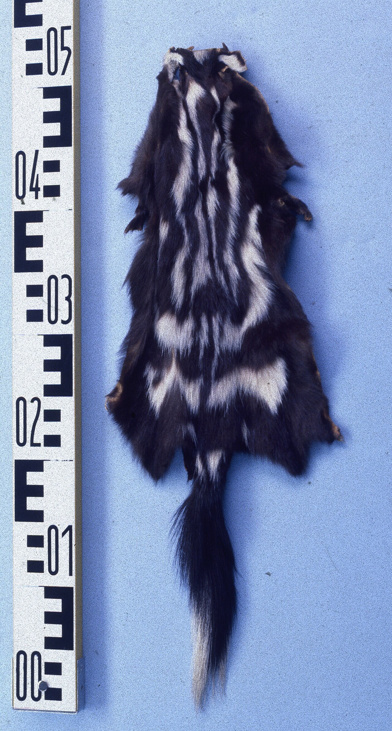 Is It Normal for Skunks to Be Out During the Day?