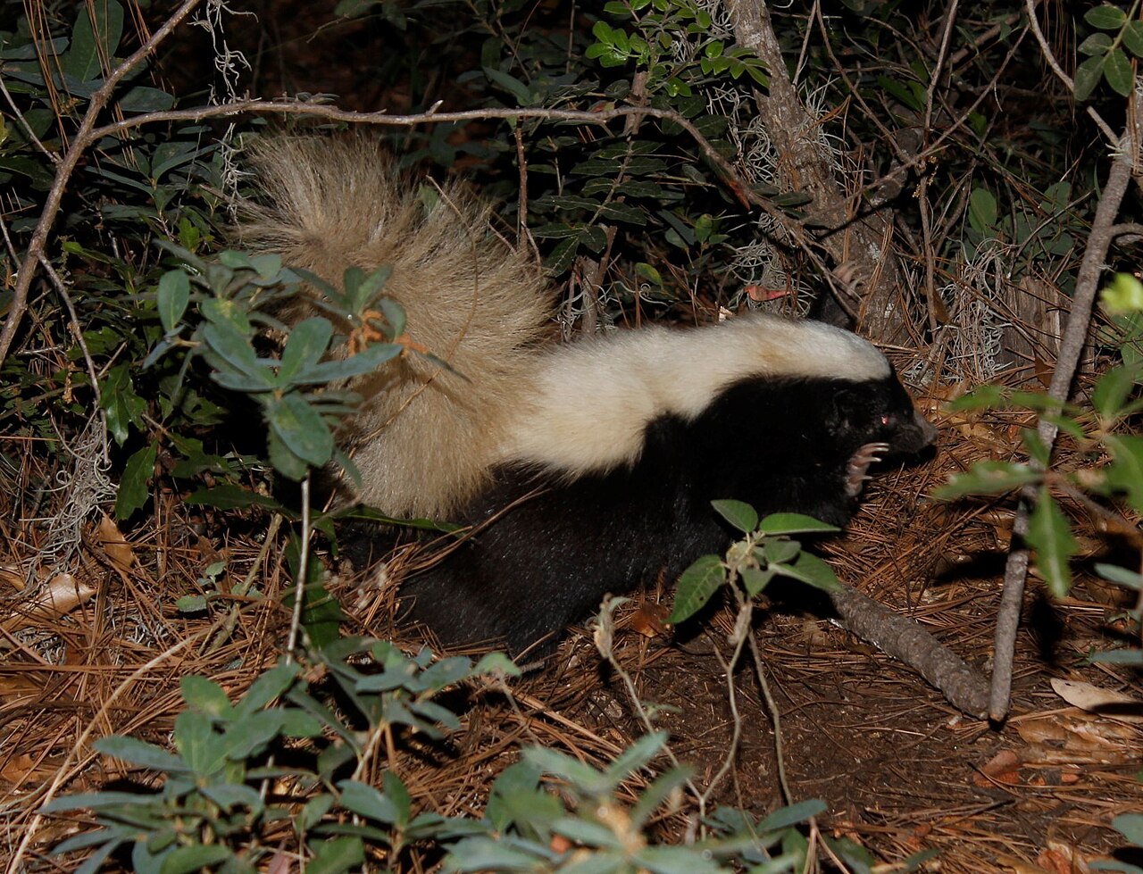 What to Do If You See a Skunk During the Day