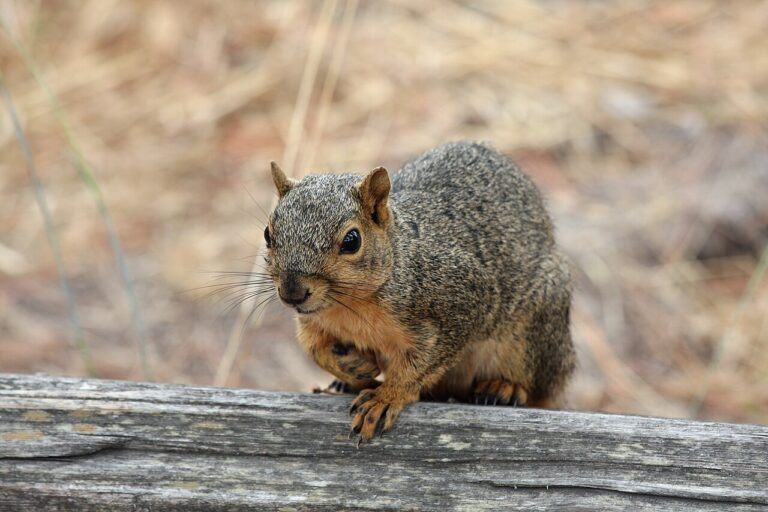 Are Squirrels Nocturnal? No, So What Is in Your Attic?