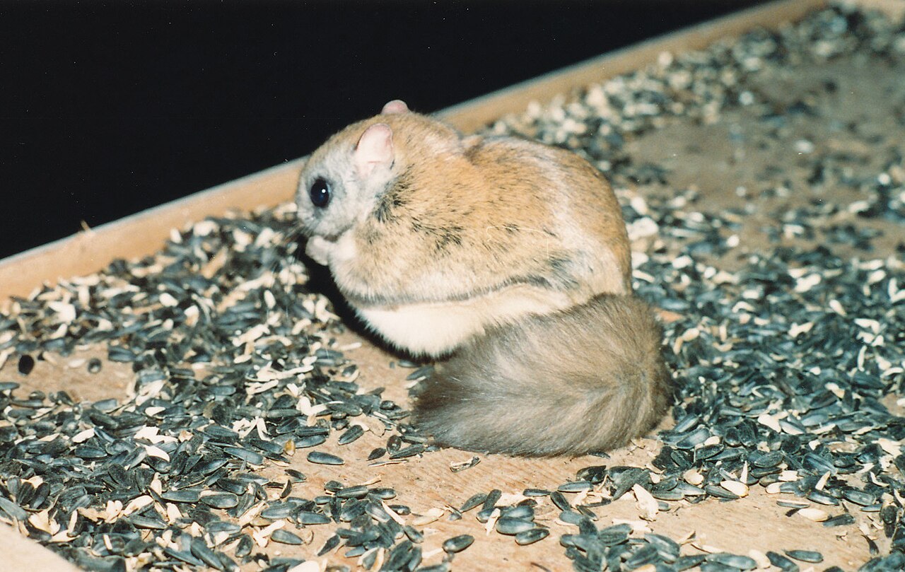 Why Would a Squirrel Be Out at Night?