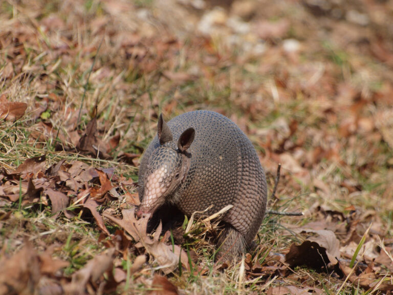 Armadillo Poop: Identification Guide
