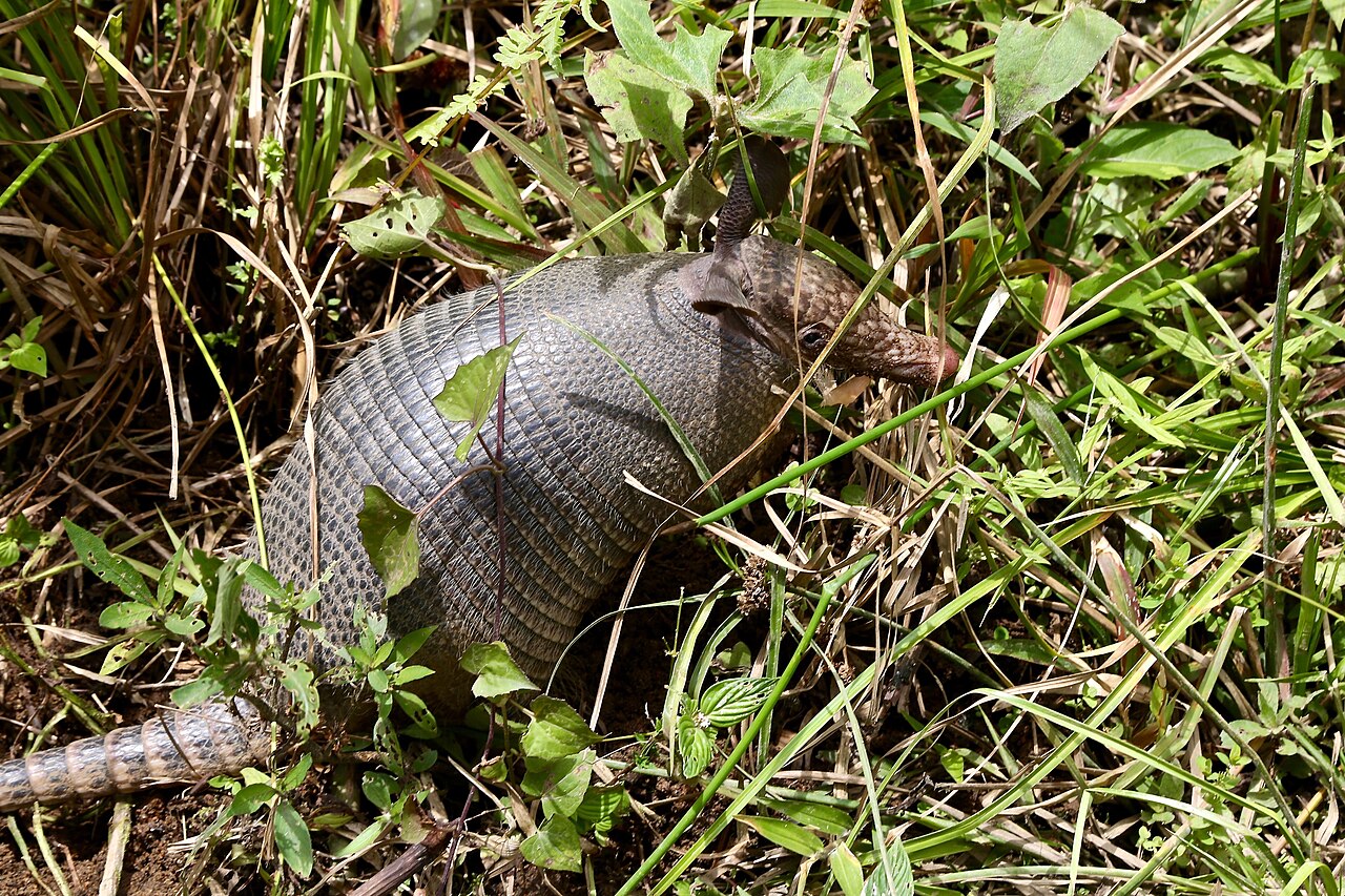 What Are the Signs of an Armadillo in Your Yard?
