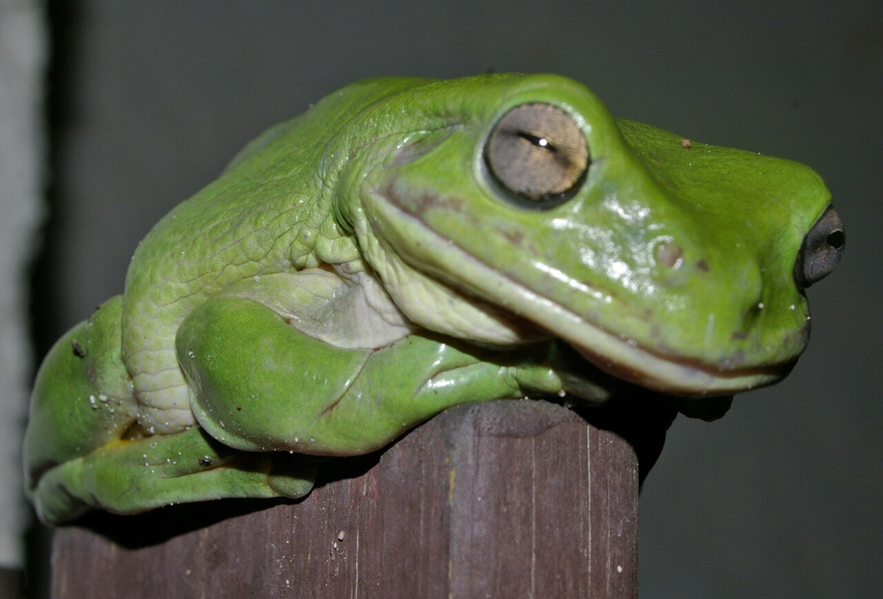 Australian Green Tree Frog: Size, Lifespan and Care Facts