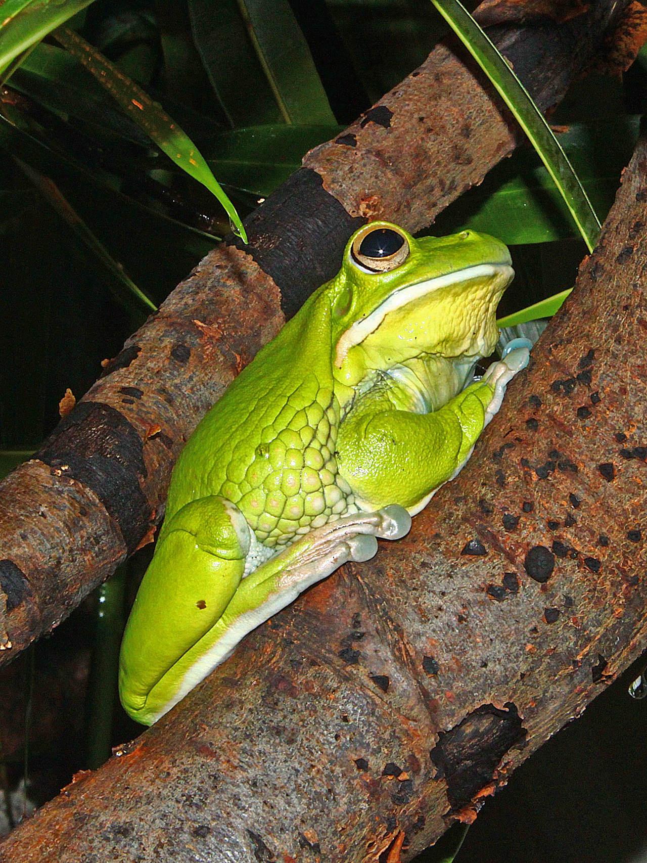 Is It Okay to Touch a Green Tree Frog?
