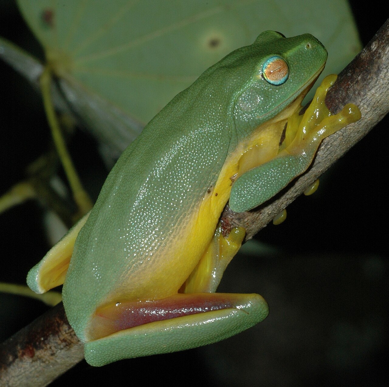 Are Australian Green Tree Frogs Good Pets?
