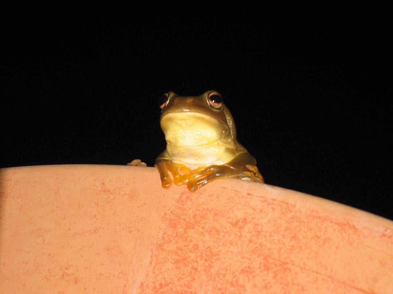 What Is the Lifespan of an Australian Green Tree Frog?