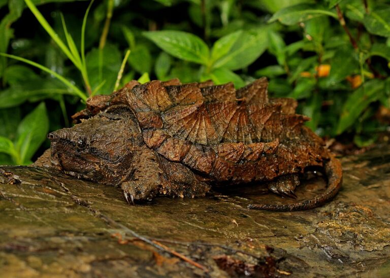 Baby Alligator Snapping Turtle: ID, Care, and the Law
