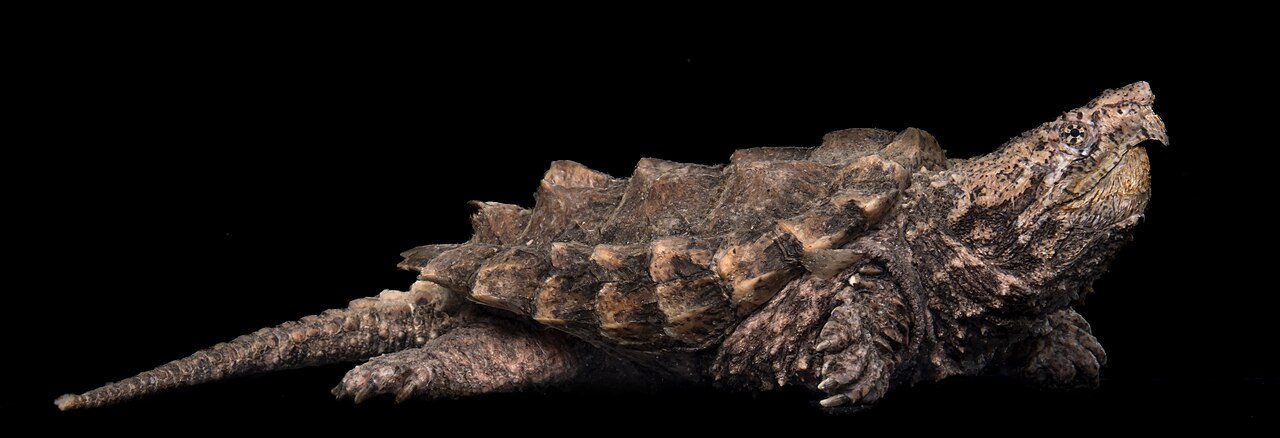 How Do You Tell a Baby Alligator Snapper From a Common Snapper?