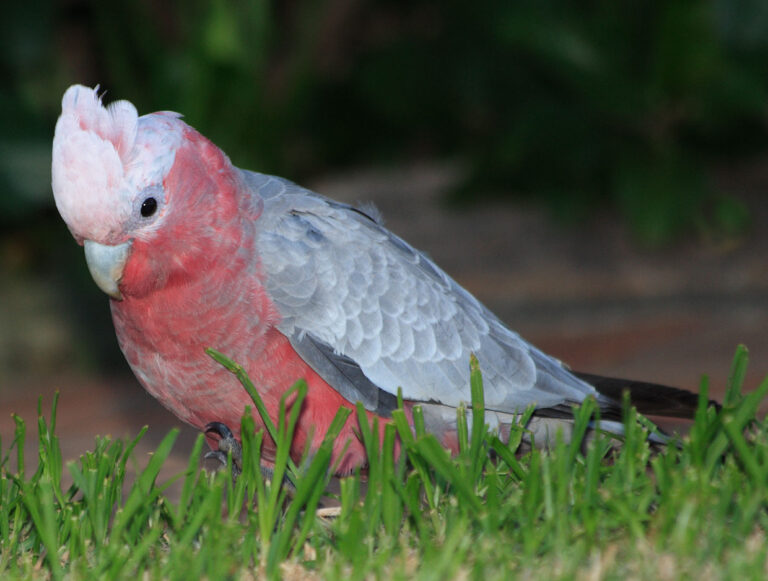 Baby Cockatoo: Stages, Nest Life, and How to Age One
