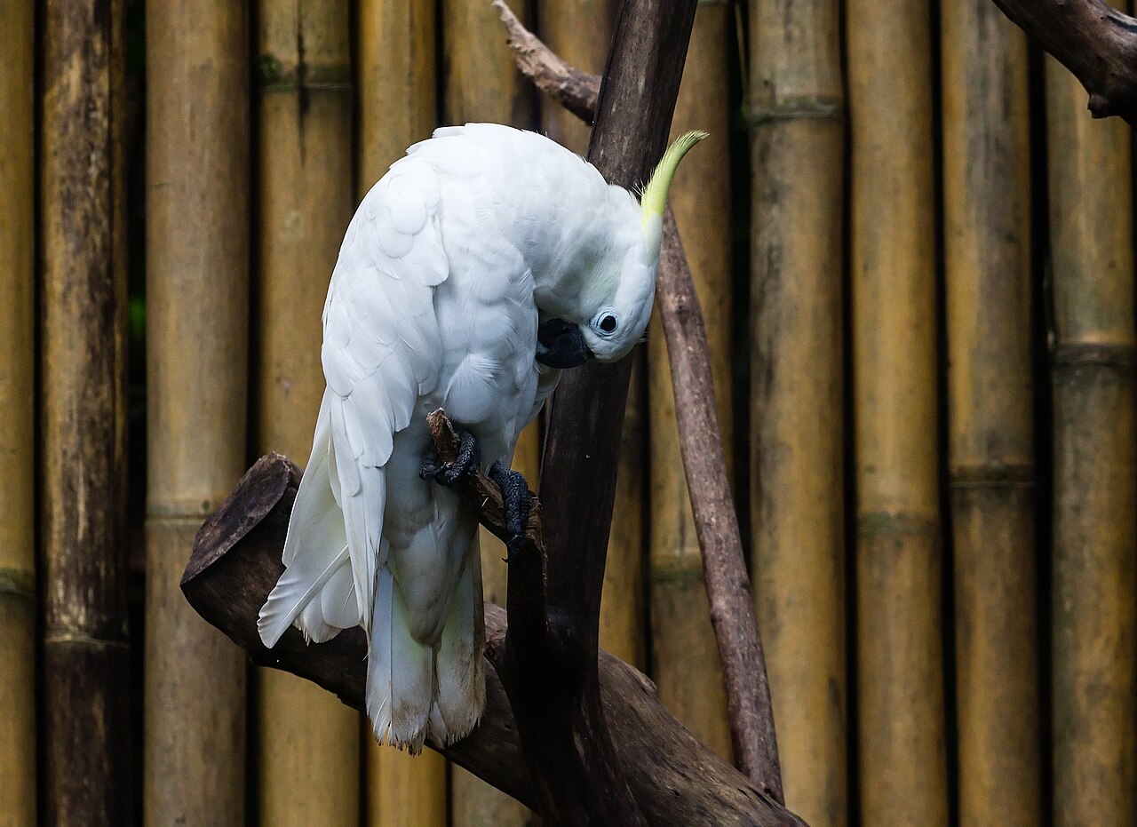 Why You Almost Never See Baby Cockatoos in the Wild