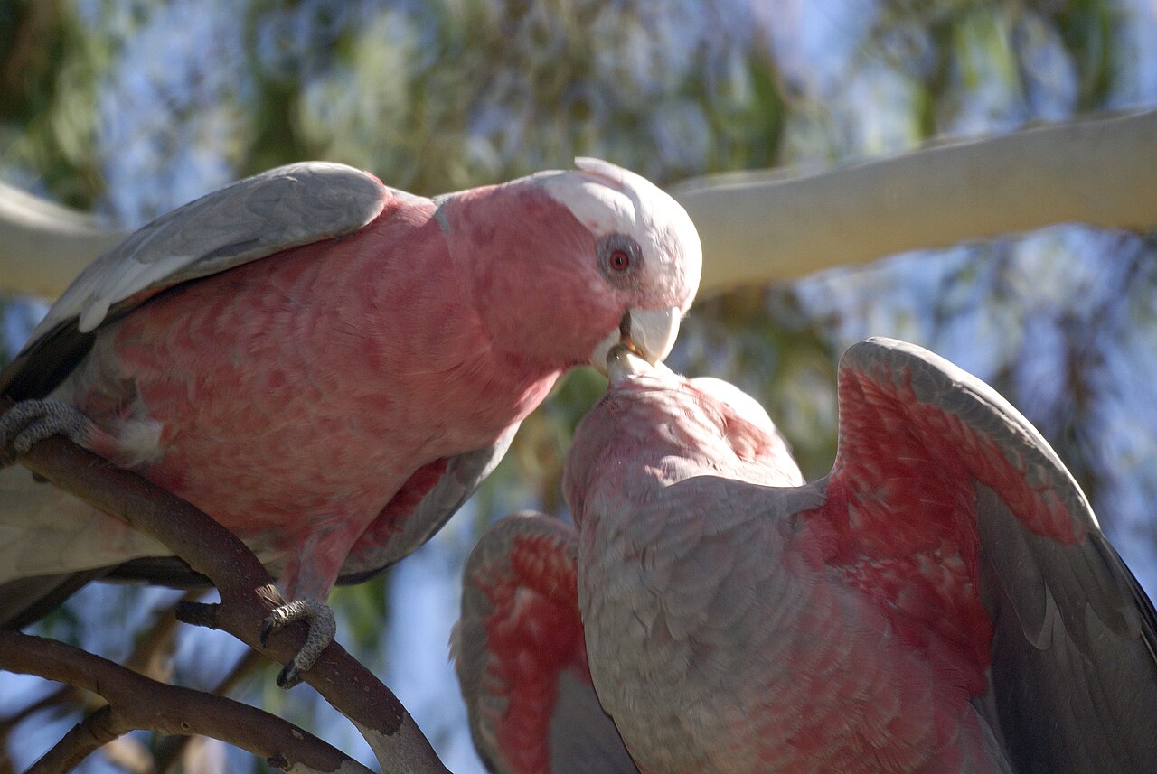 How to Tell a Baby Cockatoo from an Adult