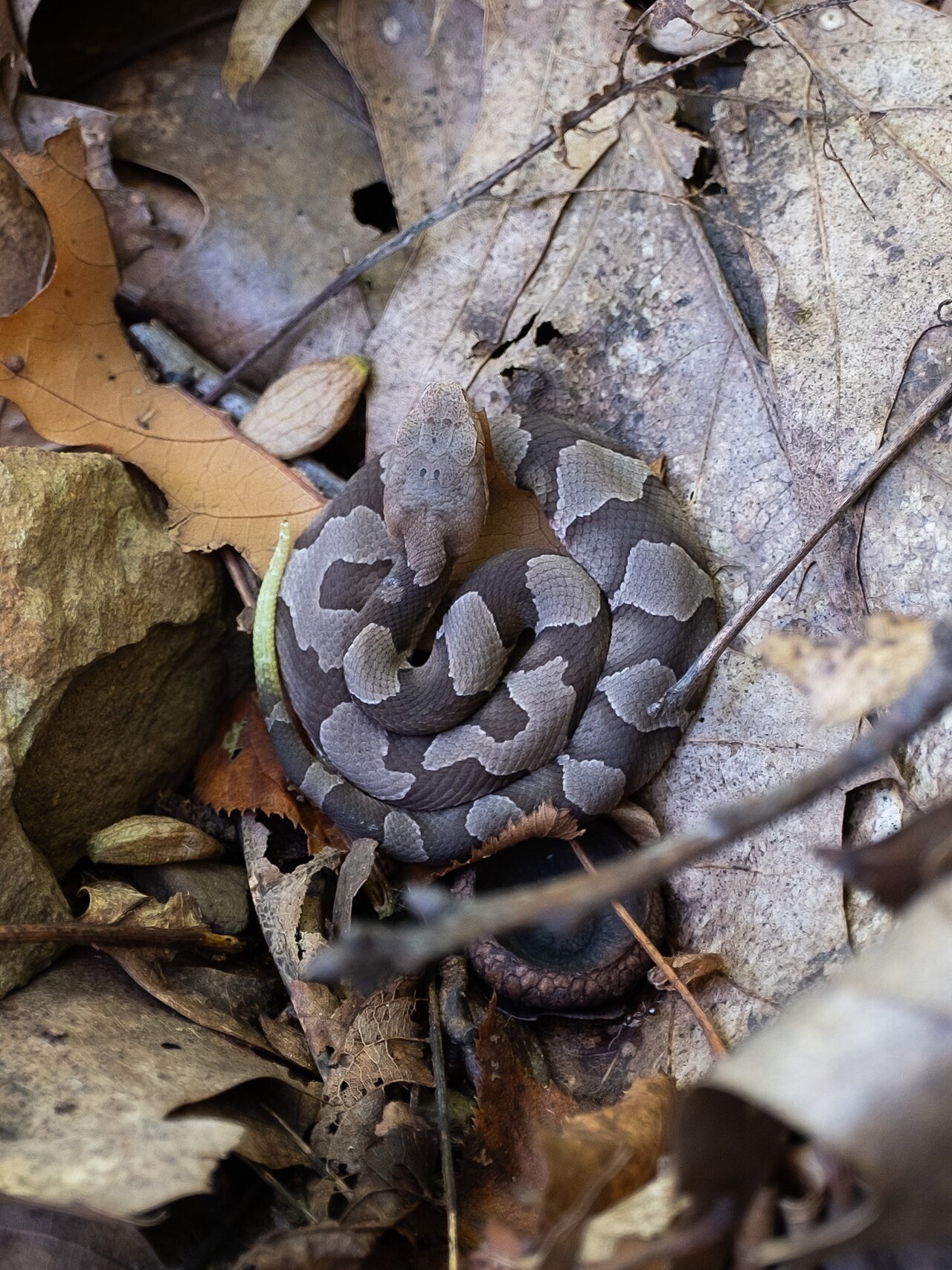 Baby Copperhead Snake: Identification, Venom, and Safety