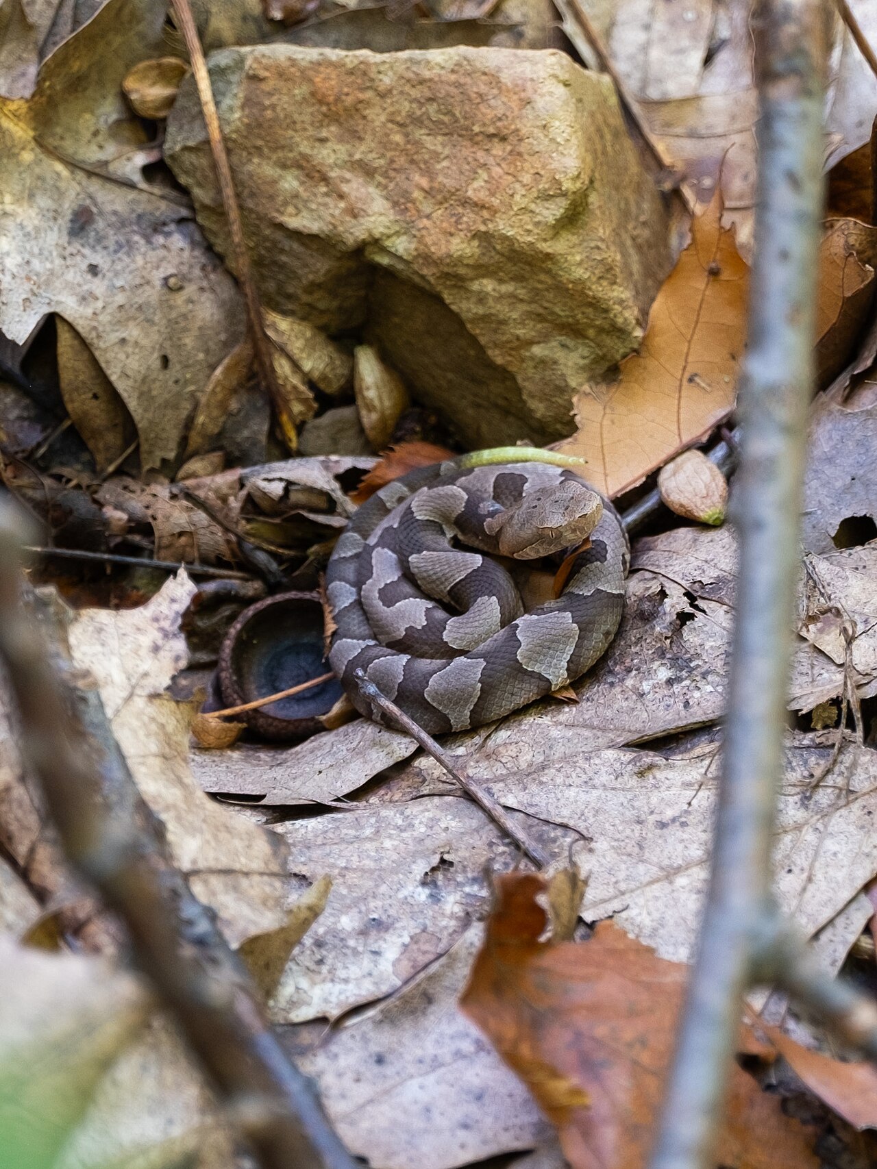 Are Baby Copperheads Venomous