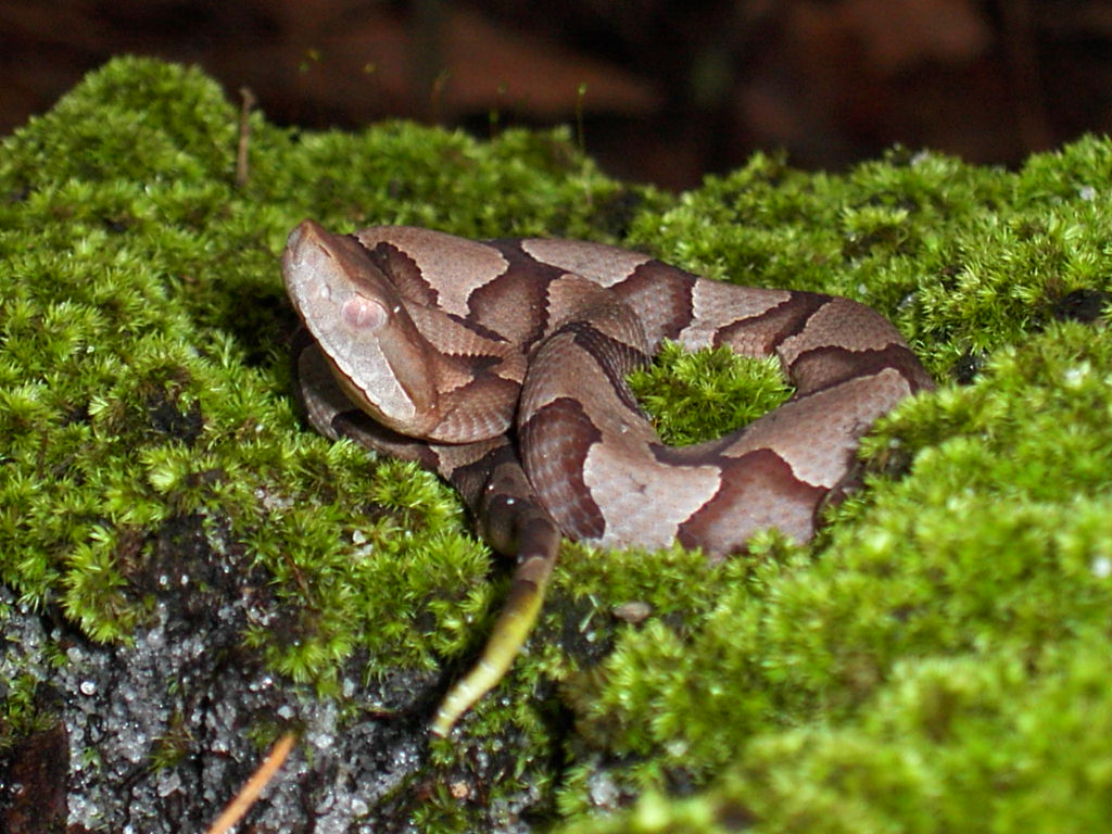 When and Where Baby Copperheads Appear