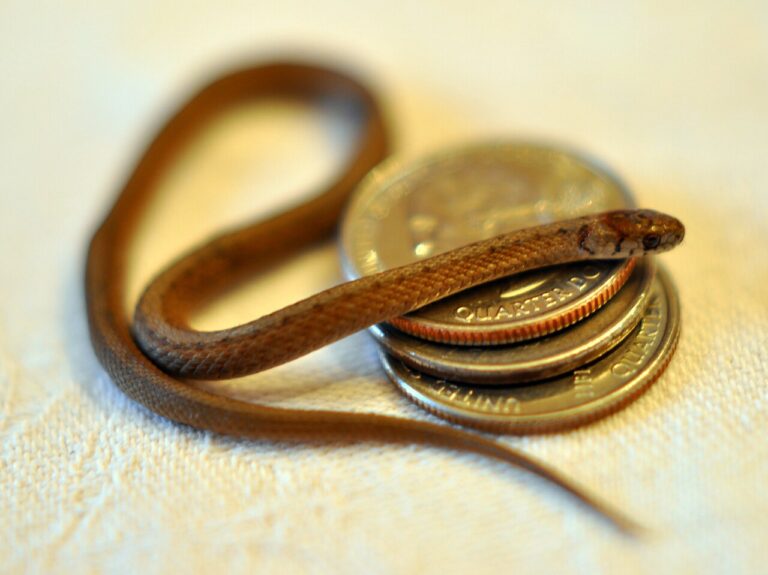 Baby DeKay’s Brown Snake: ID and Why It Is Harmless