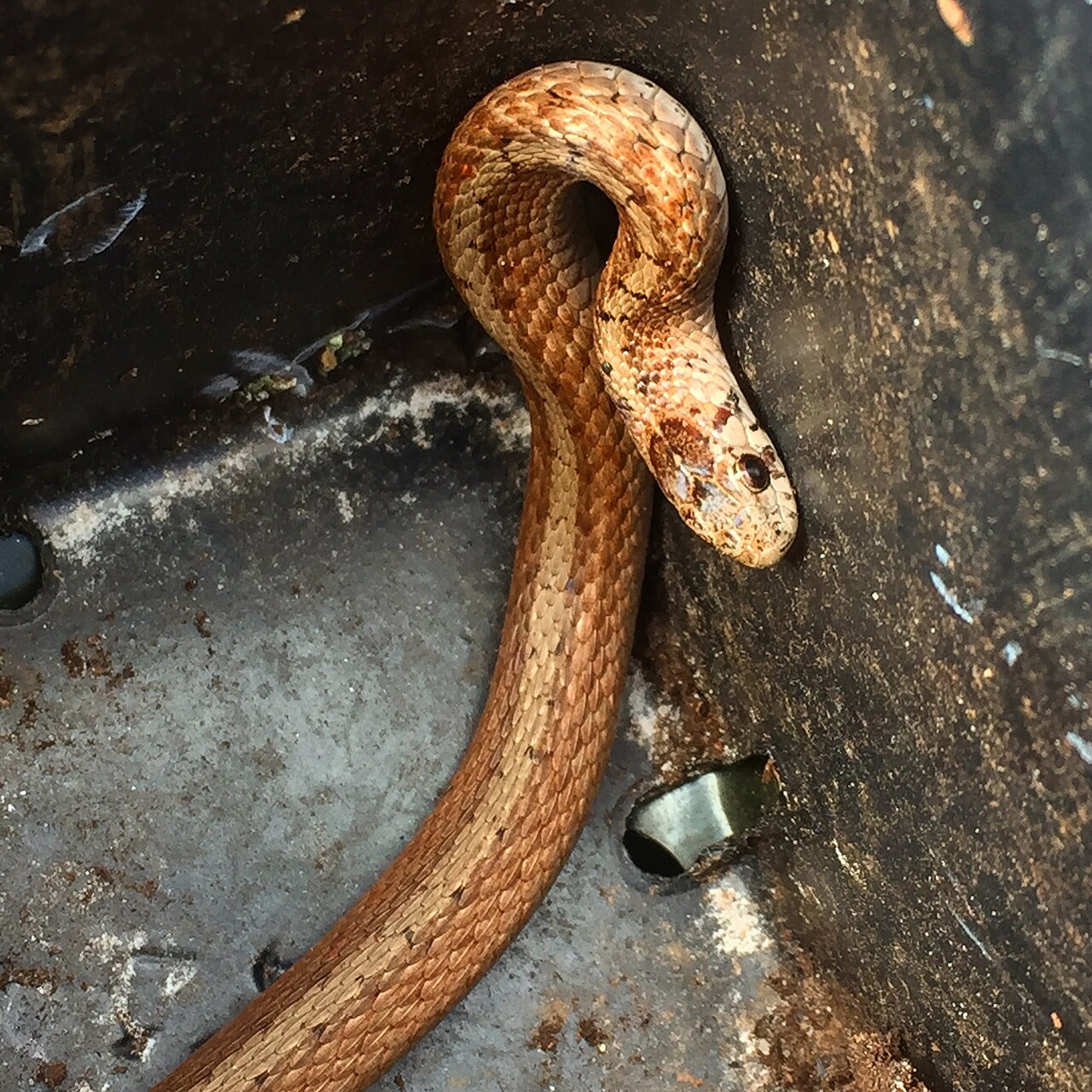 Is a Baby Brown Snake Venomous?