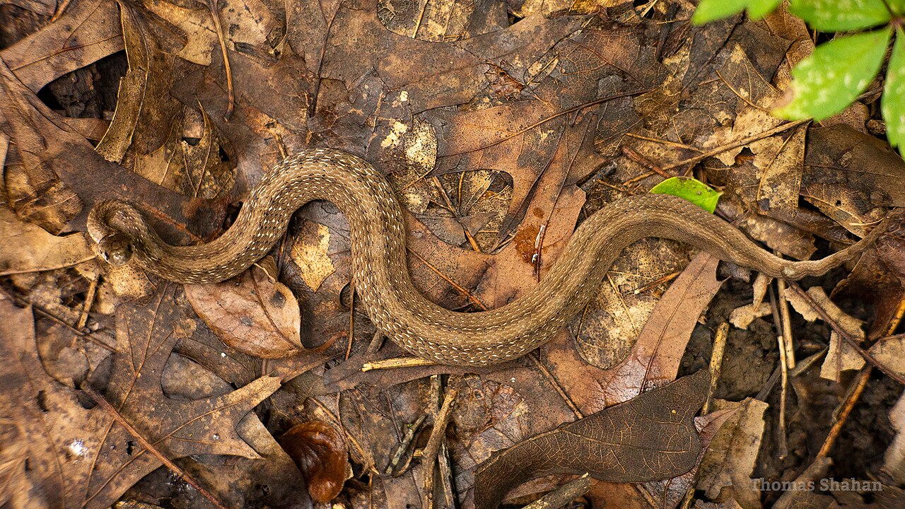 How Do You Tell It From a Ring-Necked Snake?