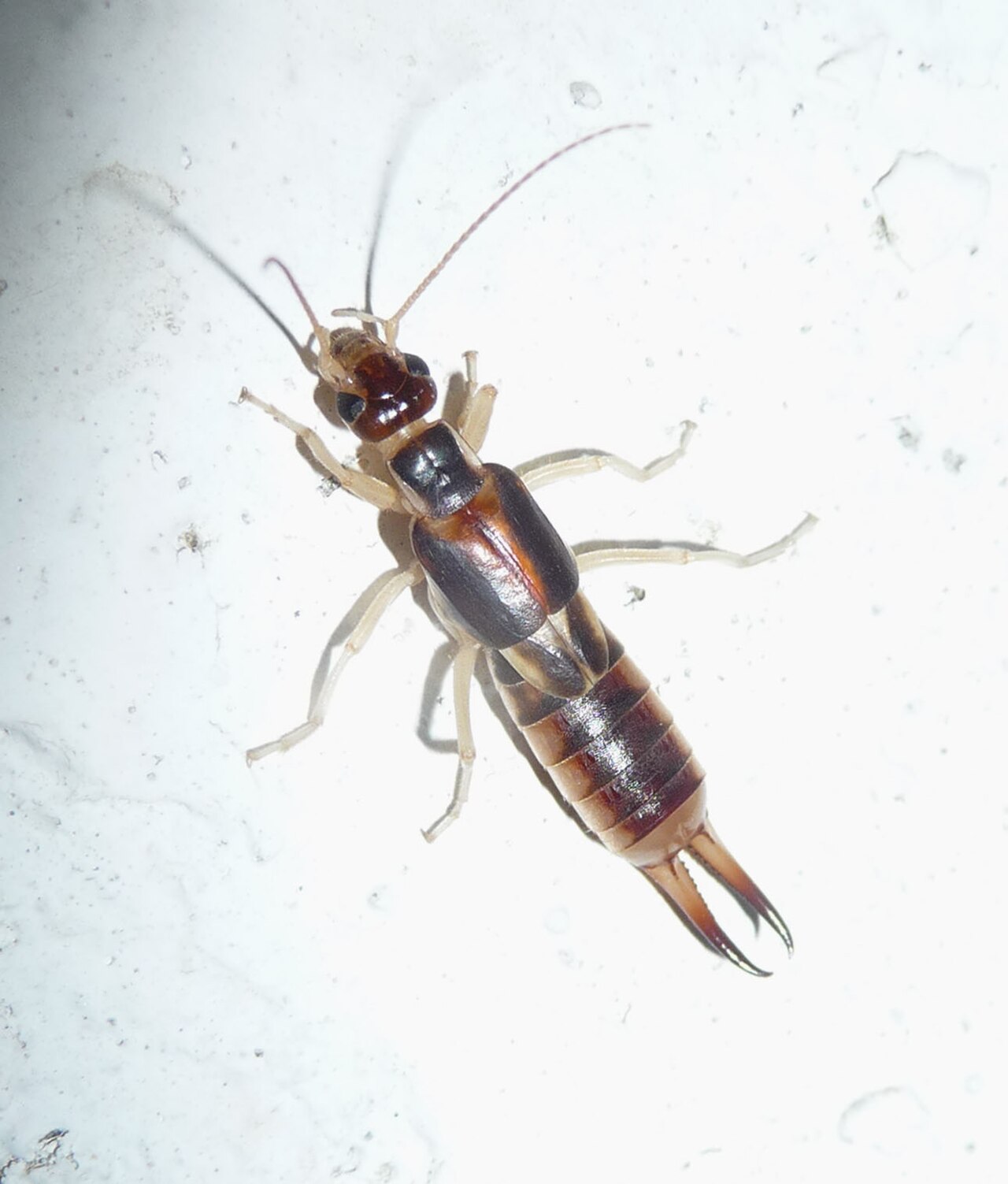 Baby Earwig: What Nymphs Look Like and What They Mean