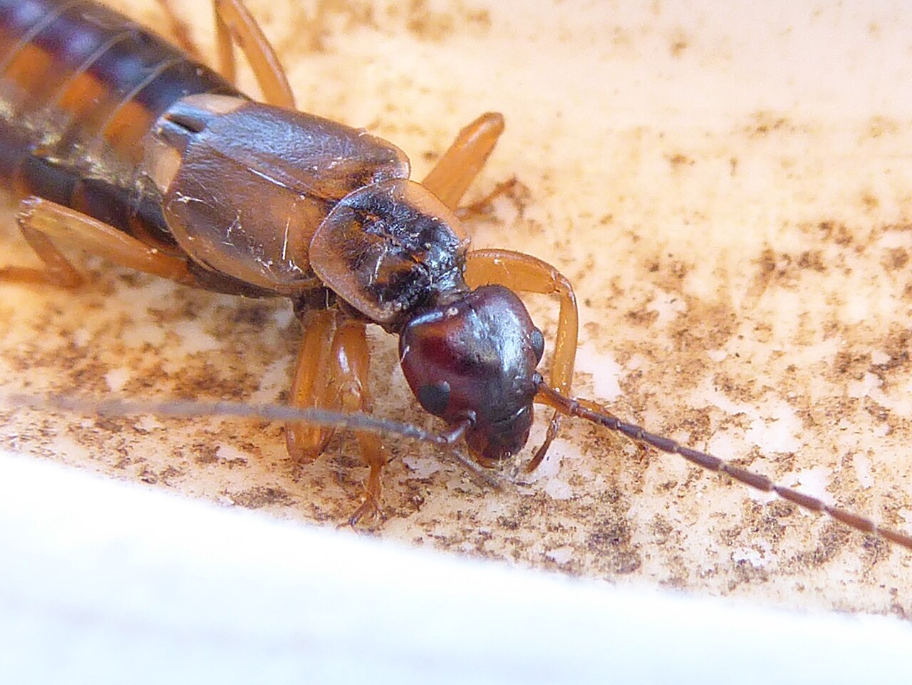 Do Earwigs Care for Their Young?