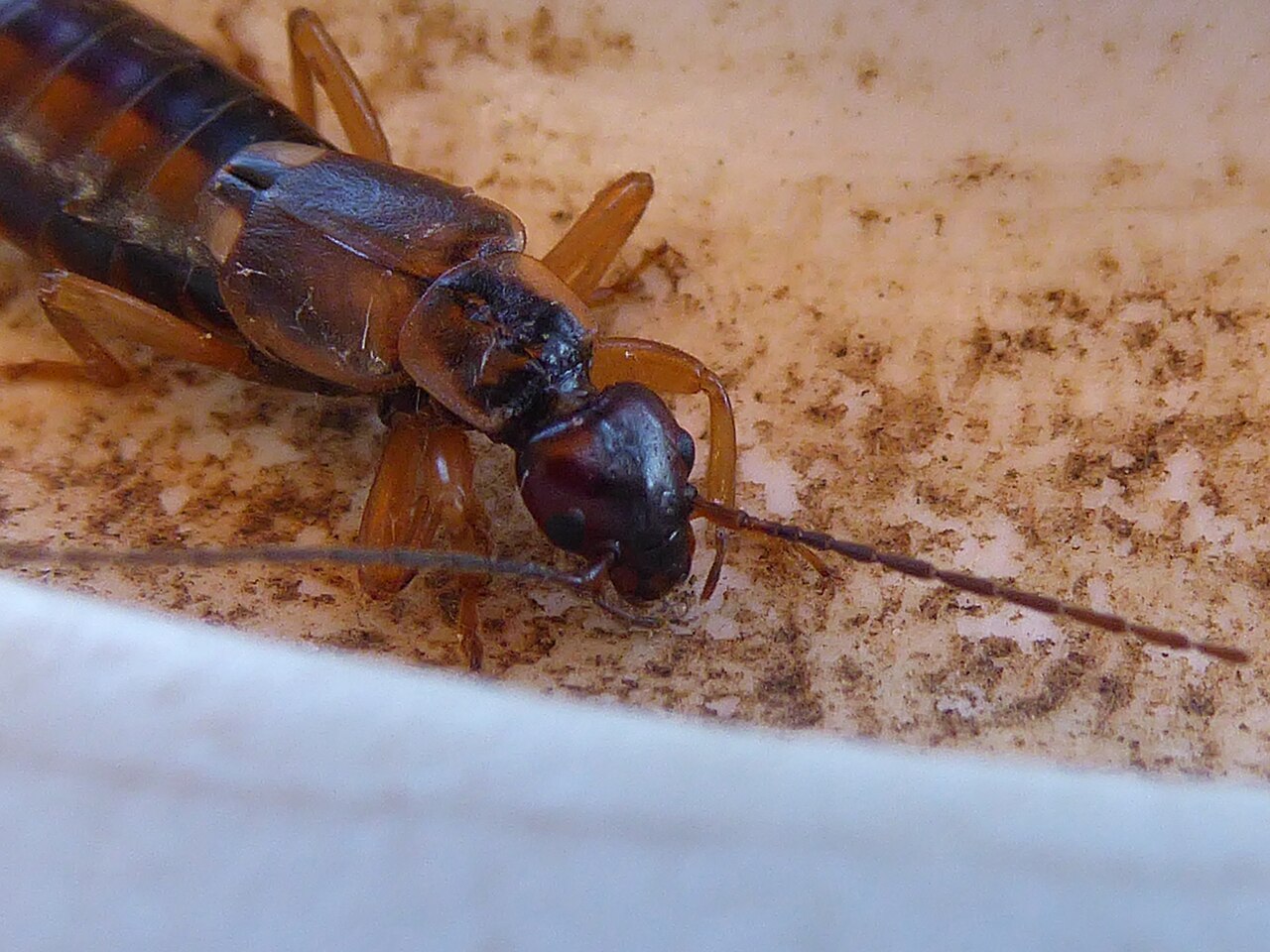 Do Earwigs Really Crawl Into Your Ears?
