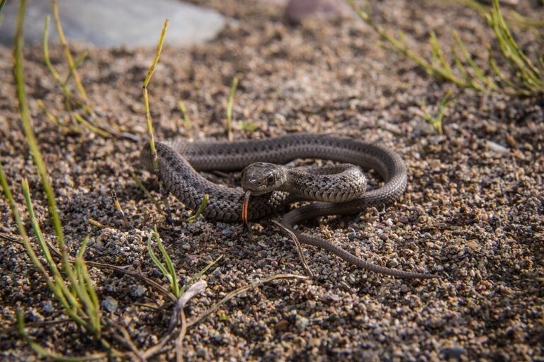 Baby Garter Snake: ID, Safety, and the Copperhead Test