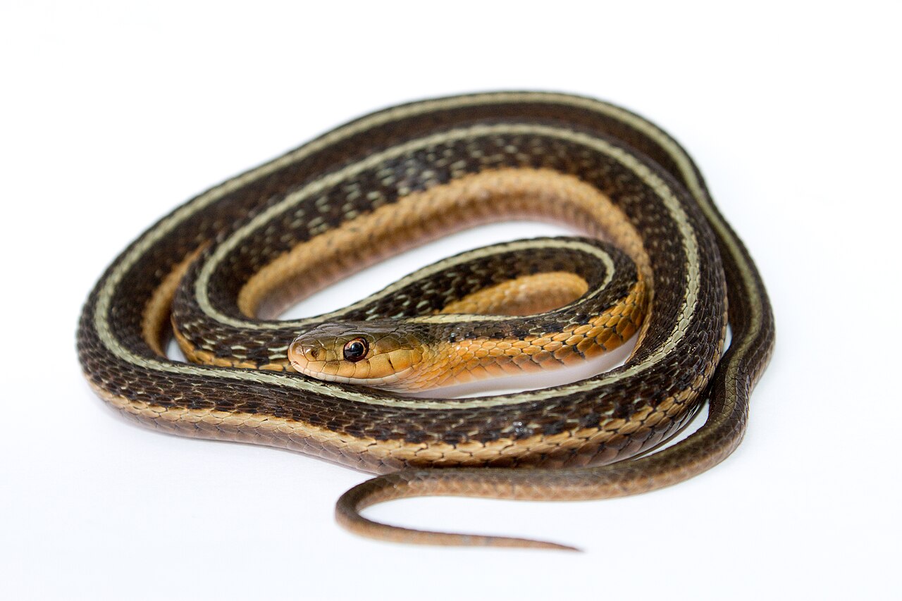 Baby Garter Snake vs Baby Copperhead