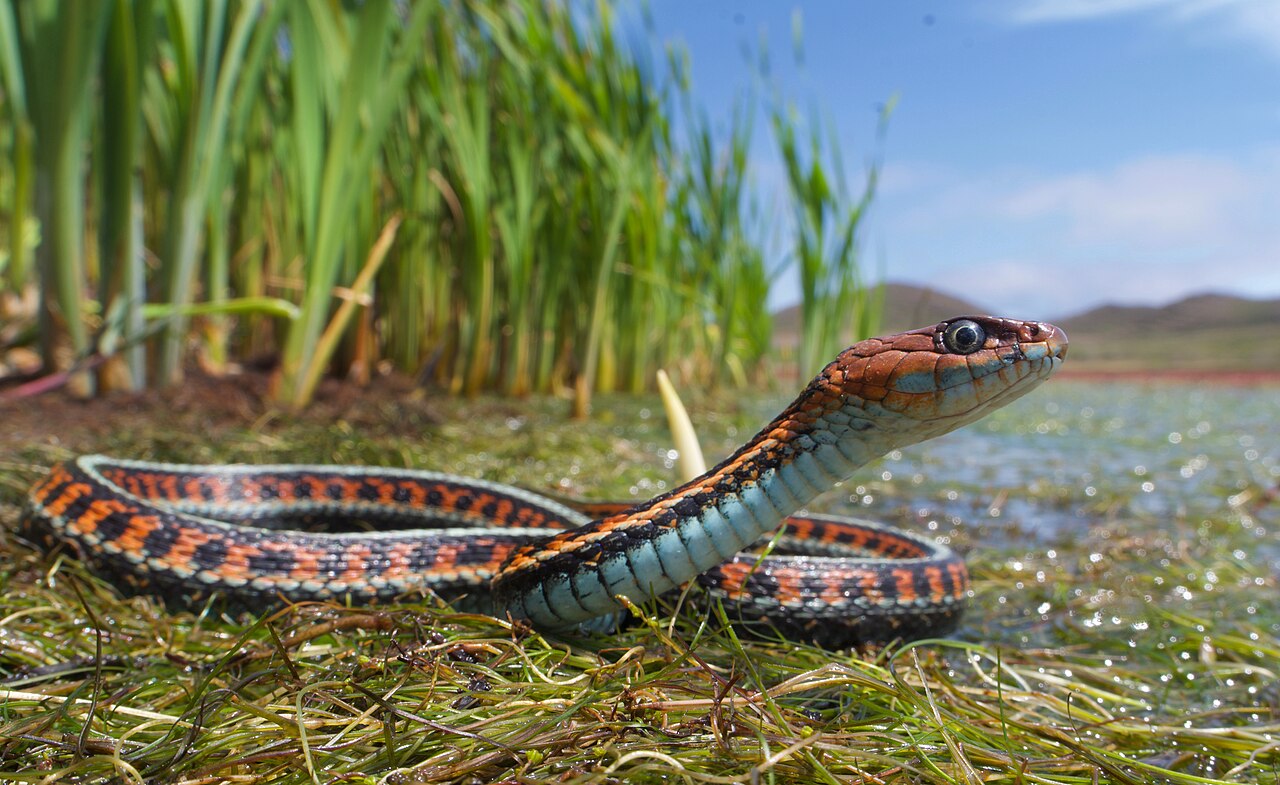 Are Baby Garter Snakes Dangerous?