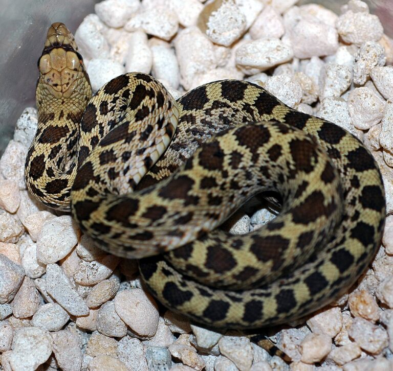 Baby Gopher Snake: ID and the Rattlesnake Bluff