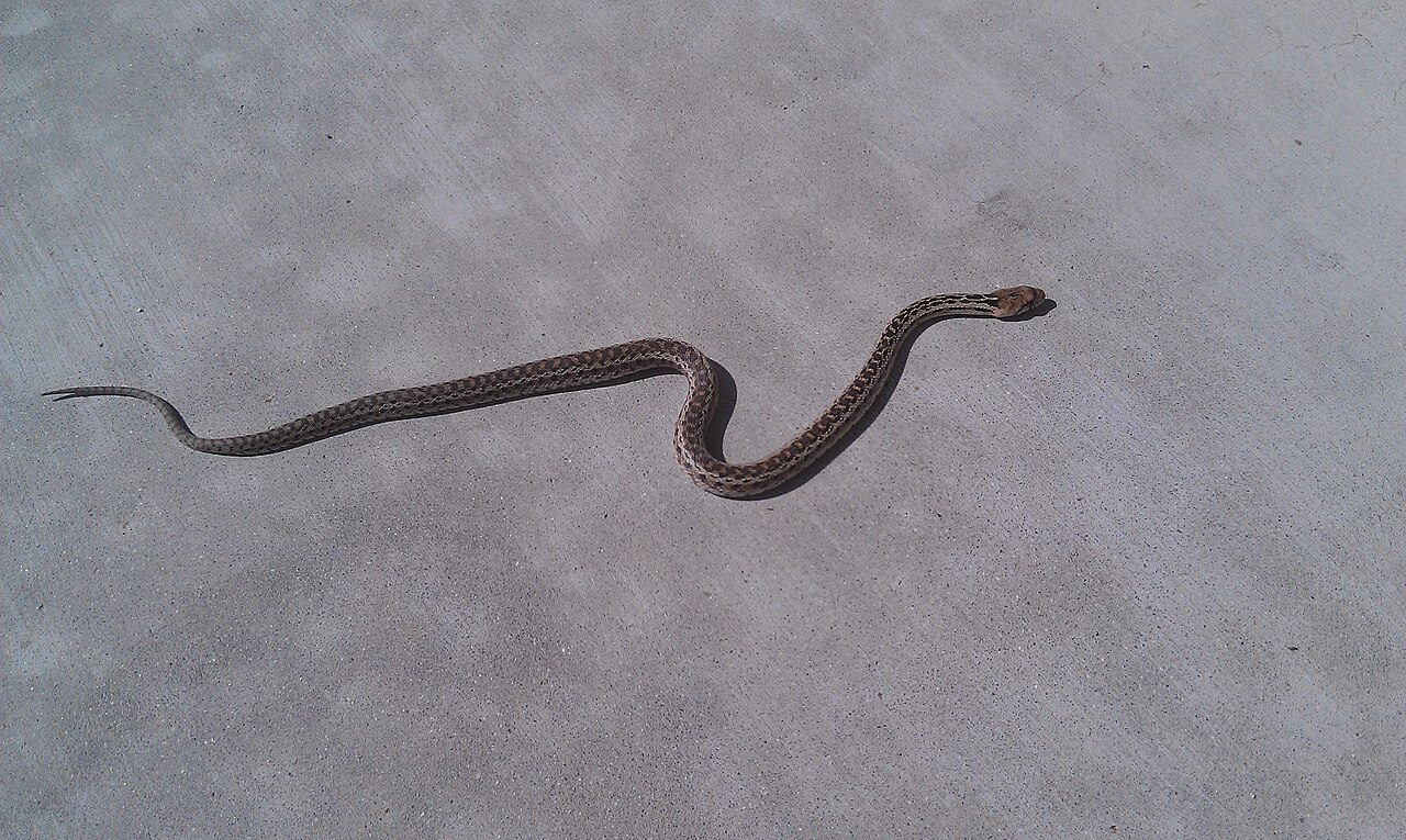How Do You Tell a Baby Gopher Snake From a Baby Rattlesnake?
