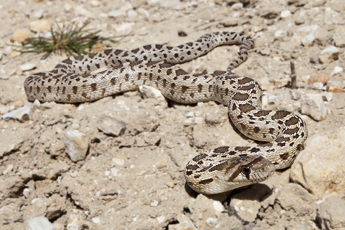 Are Baby Gopher Snakes Poisonous?