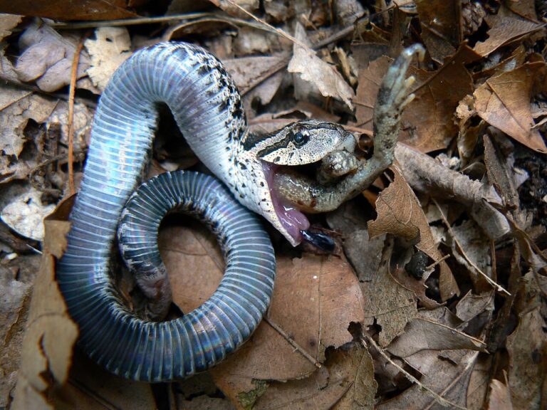 Baby Hognose Snake: The Bluff, the Bite, and Keeping One