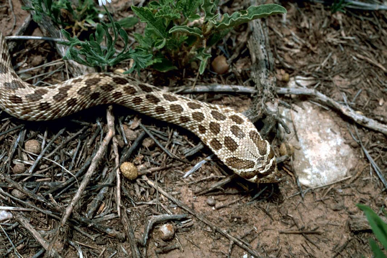 Do Hognose Snakes Bite?