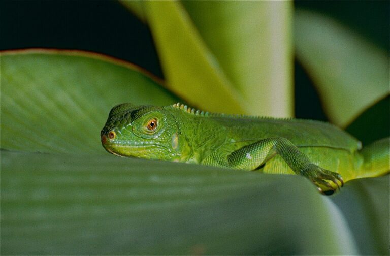 Baby Iguana: Size, Diet, Care, and How Fast They Grow