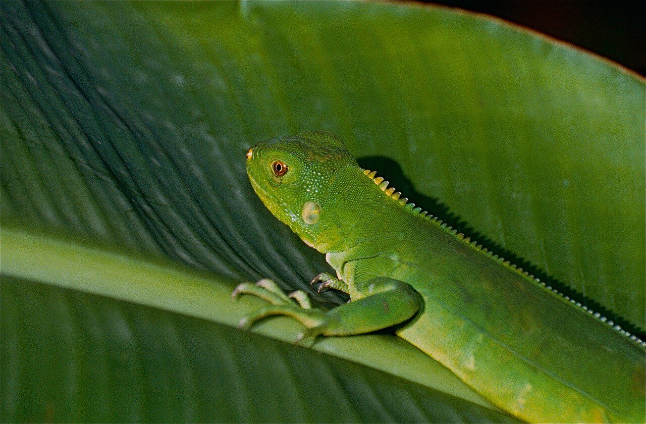 How Big Do Baby Iguanas Get
